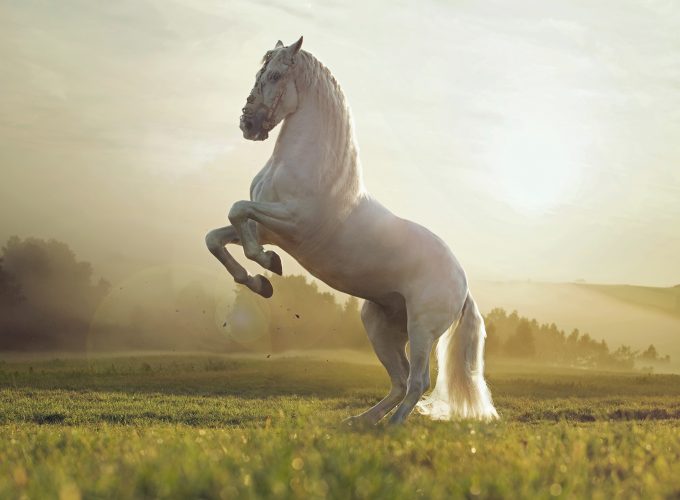 Wallpaper Horse, cute animals, sunset, Animals 1075512826